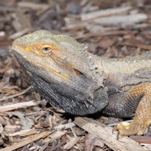 Pogona barbata at Acton, ACT - 22 Oct 2019