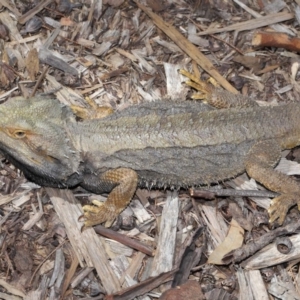 Pogona barbata at Acton, ACT - 22 Oct 2019