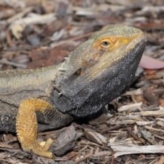 Pogona barbata at Acton, ACT - 22 Oct 2019