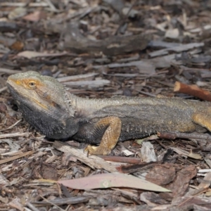 Pogona barbata at Acton, ACT - suppressed