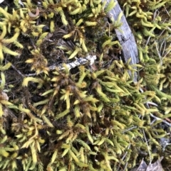 Breutelia (A moss) at Kowen, ACT - 19 Oct 2019 by Manta