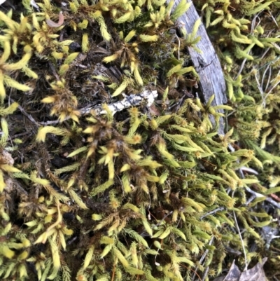 Breutelia (A moss) at Kowen, ACT - 19 Oct 2019 by Manta