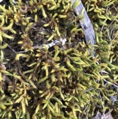 Breutelia (A moss) at Molonglo Gorge - 19 Oct 2019 by Manta