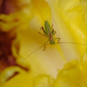 Tettigoniidae (family) at Florey, ACT - 21 Oct 2019 11:40 AM