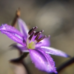 Thysanotus patersonii (Twining Fringe Lily) at Throsby, ACT - 23 Oct 2019 by JasonC