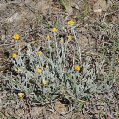 Chrysocephalum apiculatum (Common Everlasting) at Lanyon - northern section A.C.T. - 14 Oct 2019 by michaelb