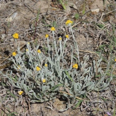 Chrysocephalum apiculatum (Common Everlasting) at Lanyon - northern section A.C.T. - 15 Oct 2019 by MichaelBedingfield