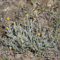 Chrysocephalum apiculatum (Common Everlasting) at Lanyon - northern section - 14 Oct 2019 by michaelb