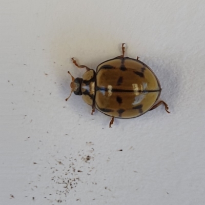 Harmonia testudinaria (Tortoise-shelled ladybird) at Wallaga Lake, NSW - 21 Oct 2019 by JoyGeorgeson