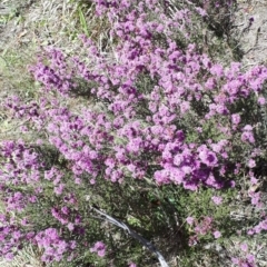 Kunzea parvifolia (Violet Kunzea) at Welby - 21 Oct 2019 by KarenG