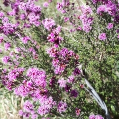 Kunzea parvifolia at Mittagong, NSW - 21 Oct 2019