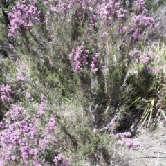 Kunzea parvifolia at Mittagong, NSW - 21 Oct 2019 10:46 AM