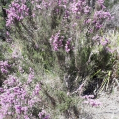 Kunzea parvifolia at Mittagong, NSW - 21 Oct 2019