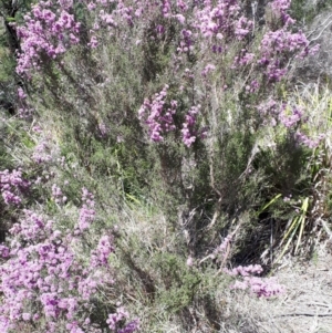 Kunzea parvifolia at Mittagong, NSW - 21 Oct 2019