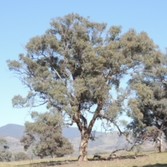Eucalyptus polyanthemos (Red Box) at Lanyon - northern section A.C.T. - 14 Oct 2019 by michaelb