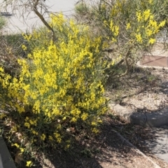 Cytisus scoparius subsp. scoparius (Scotch Broom, Broom, English Broom) at Curtin, ACT - 24 Oct 2019 by ruthkerruish