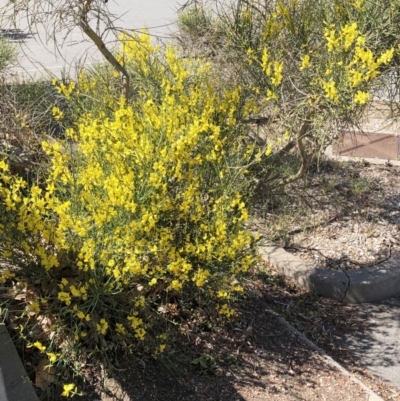 Cytisus scoparius subsp. scoparius (Scotch Broom, Broom, English Broom) at Curtin, ACT - 24 Oct 2019 by ruthkerruish