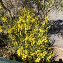 Cytisus scoparius subsp. scoparius at Curtin, ACT - 24 Oct 2019