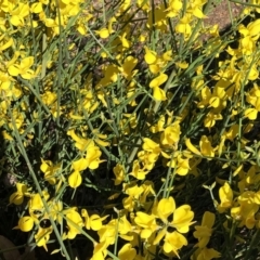 Cytisus scoparius subsp. scoparius at Curtin, ACT - 24 Oct 2019