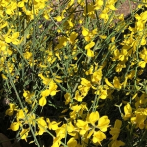 Cytisus scoparius subsp. scoparius at Curtin, ACT - 24 Oct 2019