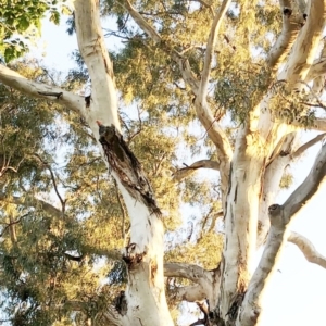 Callocephalon fimbriatum at Hughes, ACT - suppressed