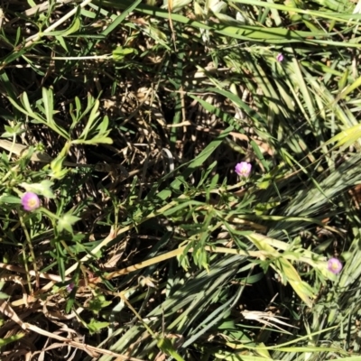 Geranium solanderi var. solanderi (Native Geranium) at Red Hill to Yarralumla Creek - 23 Oct 2019 by ruthkerruish