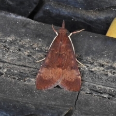 Uresiphita ornithopteralis (Tree Lucerne Moth) at Wanniassa, ACT - 24 Oct 2019 by JohnBundock