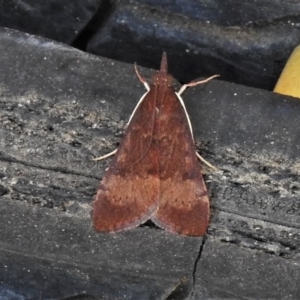 Uresiphita ornithopteralis at Wanniassa, ACT - 24 Oct 2019