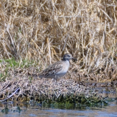 Calidris acuminata (Sharp-tailed Sandpiper) at Fyshwick, ACT - 24 Oct 2019 by Marthijn