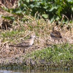 Calidris acuminata at Fyshwick, ACT - 24 Oct 2019