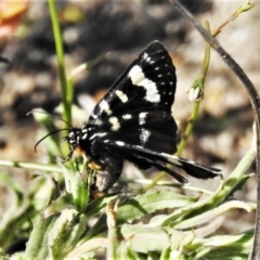 Phalaenoides tristifica (Willow-herb Day-moth) at Gigerline Nature Reserve - 22 Oct 2019 by JohnBundock