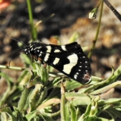 Phalaenoides tristifica at Tennent, ACT - 22 Oct 2019 03:50 PM