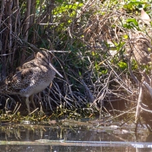 Gallinago hardwickii at Fyshwick, ACT - 24 Oct 2019