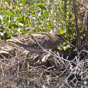 Gallinago hardwickii at Fyshwick, ACT - 24 Oct 2019