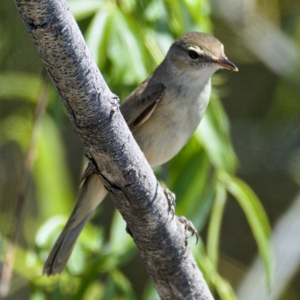 Acrocephalus australis at Fyshwick, ACT - 24 Oct 2019 11:25 AM