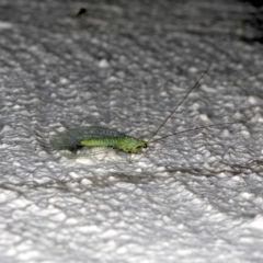 Mallada tripunctatus (Three-spot green lacewing) at Ainslie, ACT - 20 Sep 2019 by jb2602