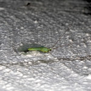 Mallada tripunctatus at Ainslie, ACT - 20 Sep 2019