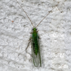 Mallada tripunctatus at Ainslie, ACT - 20 Sep 2019