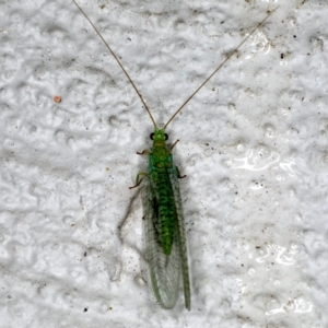 Mallada tripunctatus at Ainslie, ACT - 20 Sep 2019