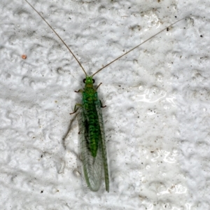 Mallada tripunctatus at Ainslie, ACT - 20 Sep 2019 11:05 PM