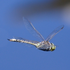 Anax papuensis (Australian Emperor) at Fyshwick, ACT - 23 Oct 2019 by Marthijn