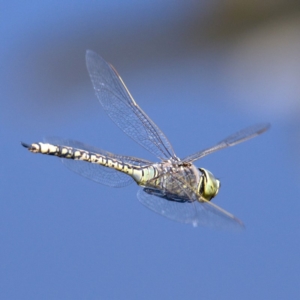 Anax papuensis at Fyshwick, ACT - 24 Oct 2019