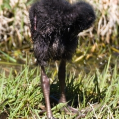 Porphyrio melanotus (Australasian Swamphen) at Fyshwick, ACT - 23 Oct 2019 by Marthijn