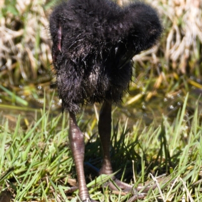 Porphyrio melanotus (Australasian Swamphen) at Fyshwick, ACT - 23 Oct 2019 by Marthijn