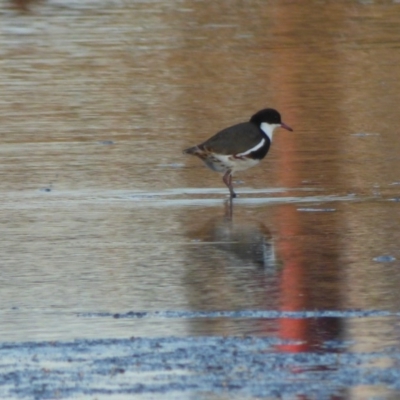 Erythrogonys cinctus (Red-kneed Dotterel) at Bega, NSW - 23 Oct 2019 by JackieLambert