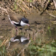 Erythrogonys cinctus (Red-kneed Dotterel) at Fyshwick, ACT - 24 Oct 2019 by Marthijn