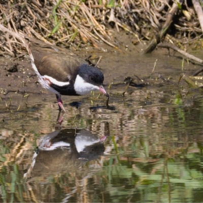 Erythrogonys cinctus (Red-kneed Dotterel) at Jerrabomberra Wetlands - 23 Oct 2019 by Marthijn