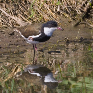 Erythrogonys cinctus at Fyshwick, ACT - 24 Oct 2019