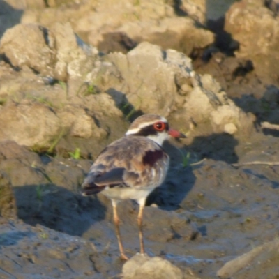 Charadrius melanops (Black-fronted Dotterel) at Bega, NSW - 24 Oct 2019 by JackieLambert