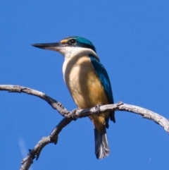 Todiramphus sanctus (Sacred Kingfisher) at Symonston, ACT - 24 Oct 2019 by Marthijn
